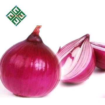 hot sale real fresh new onion